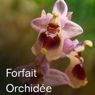 FORFAIT ORCHIDEE : 160 €